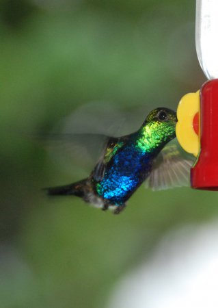 Photo (3): Violet-bellied Hummingbird