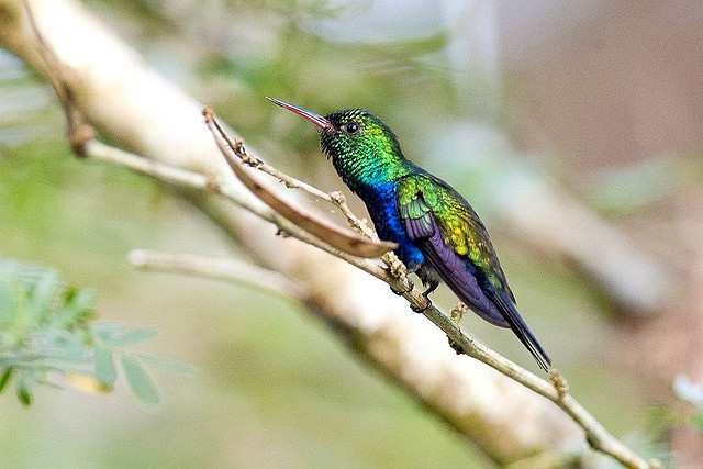 Photo (4): Violet-bellied Hummingbird