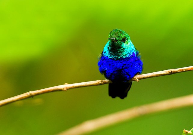 Photo (2): Violet-bellied Hummingbird