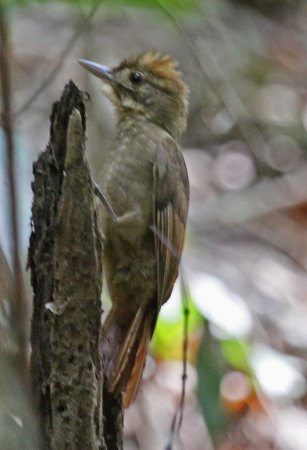 Photo (3): Tawny-winged Woodcreeper