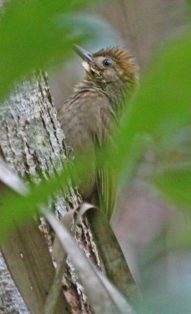 Photo (7): Tawny-winged Woodcreeper