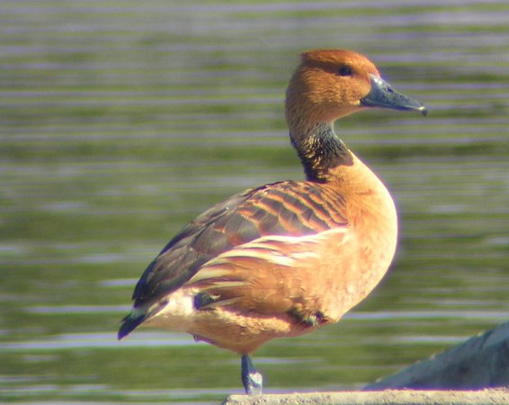 Photo (10): Fulvous Whistling-Duck