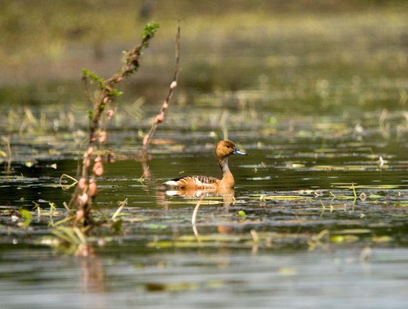 Photo (6): Fulvous Whistling-Duck