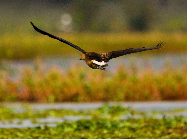 Photo (7): Fulvous Whistling-Duck