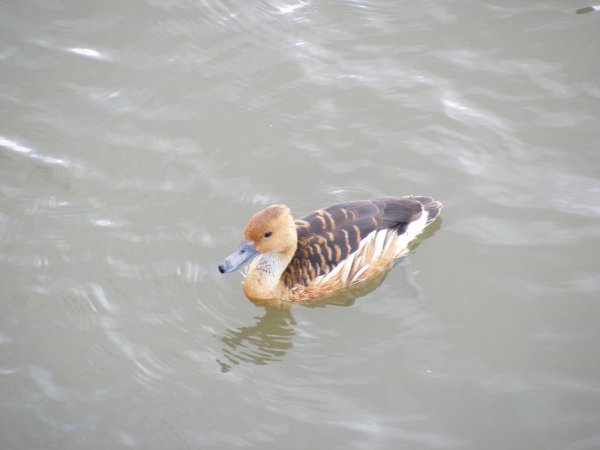 Photo (13): Fulvous Whistling-Duck