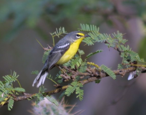Photo (1): Adelaide's Warbler