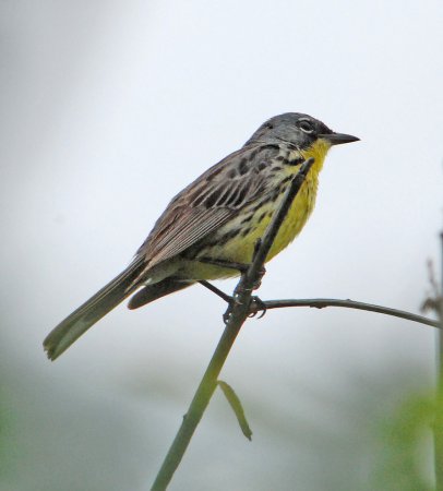 Photo (11): Kirtland's Warbler