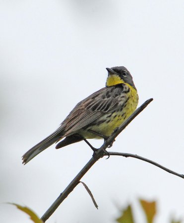 Photo (9): Kirtland's Warbler