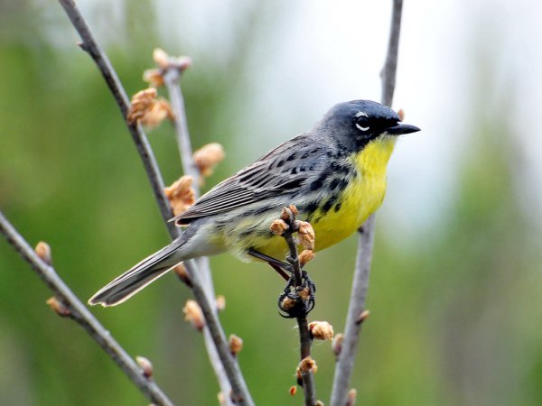 Photo (1): Kirtland's Warbler