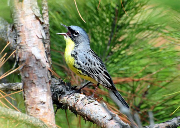 Photo (6): Kirtland's Warbler