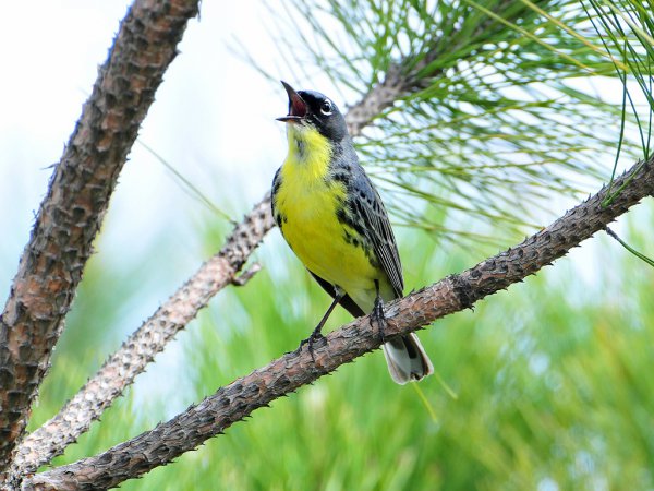 Photo (8): Kirtland's Warbler