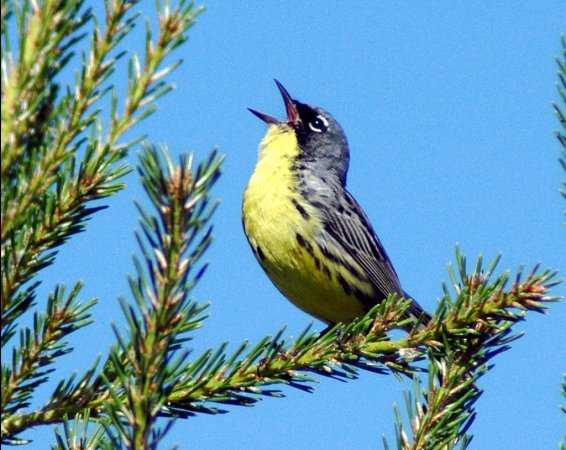 Photo (21): Kirtland's Warbler