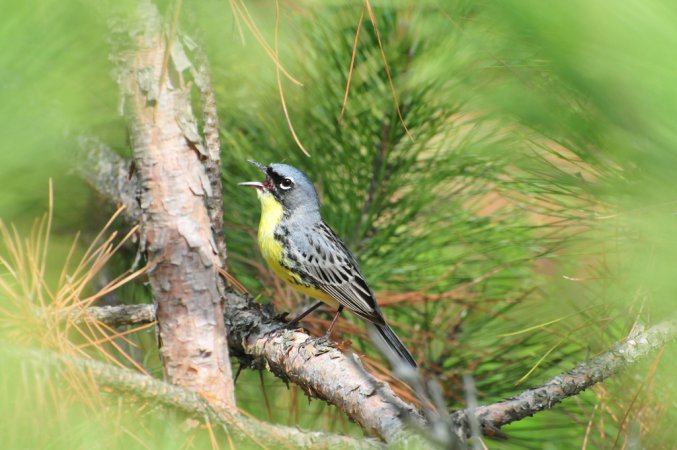 Photo (7): Kirtland's Warbler