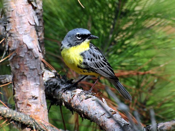 Photo (3): Kirtland's Warbler