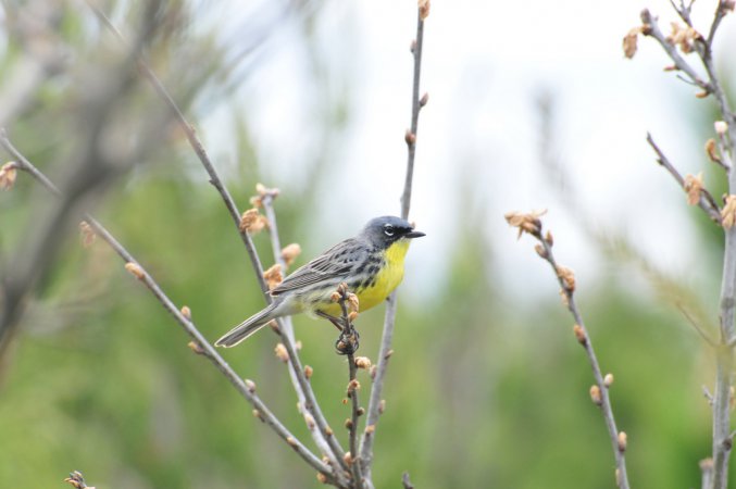 Photo (10): Kirtland's Warbler