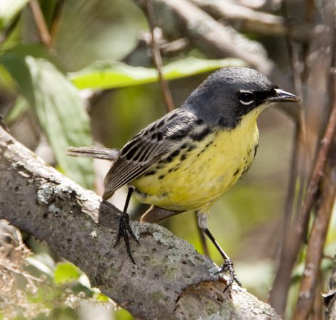 Photo (4): Kirtland's Warbler