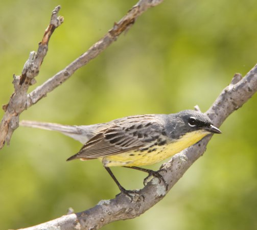 Photo (15): Kirtland's Warbler