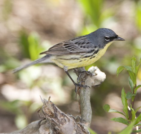Photo (13): Kirtland's Warbler