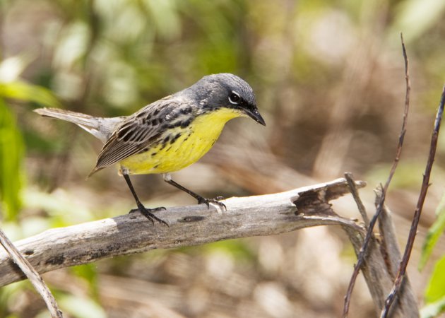 Photo (5): Kirtland's Warbler