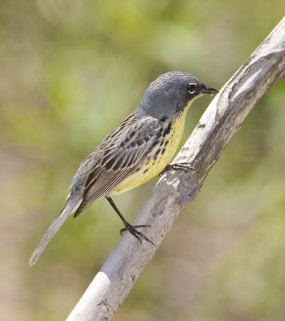 Photo (12): Kirtland's Warbler
