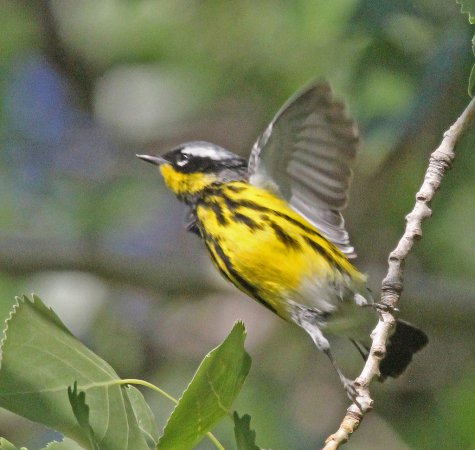 Photo (16): Magnolia Warbler