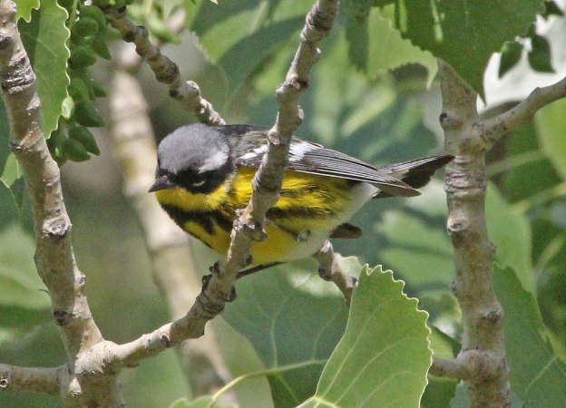 Photo (11): Magnolia Warbler