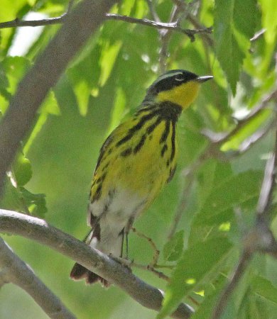 Photo (13): Magnolia Warbler