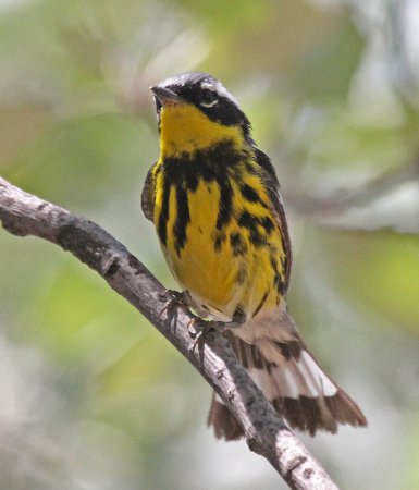 Photo (7): Magnolia Warbler