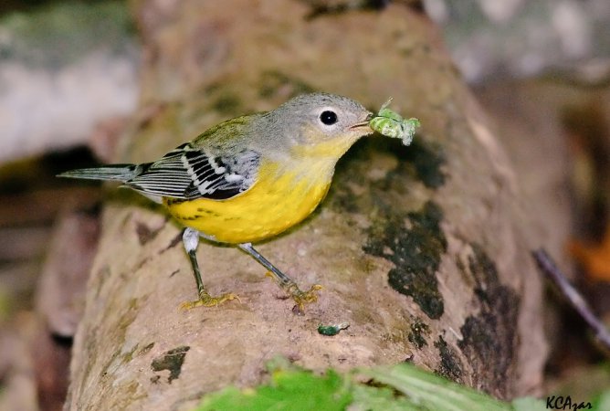 Photo (20): Magnolia Warbler