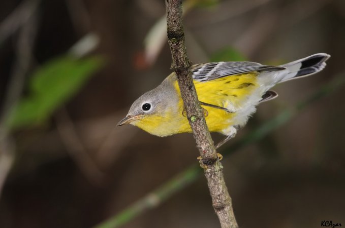 Photo (19): Magnolia Warbler