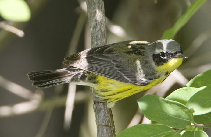 Photo (17): Magnolia Warbler