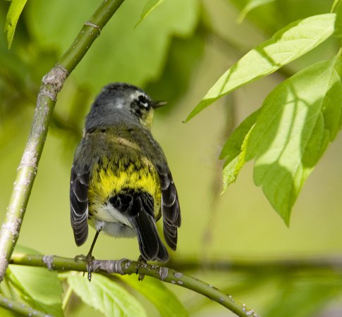 Photo (10): Magnolia Warbler