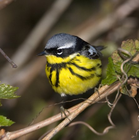 Photo (1): Magnolia Warbler