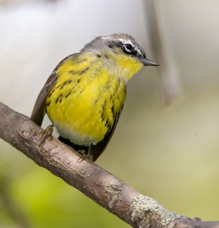 Photo (8): Magnolia Warbler