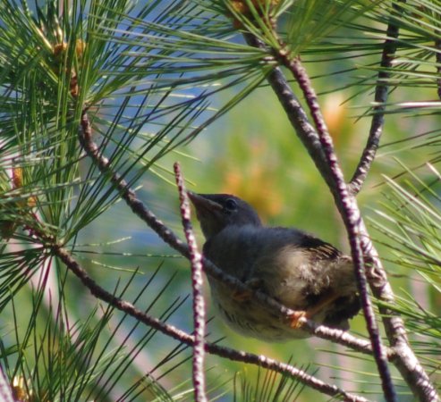 Photo (23): Pine Warbler