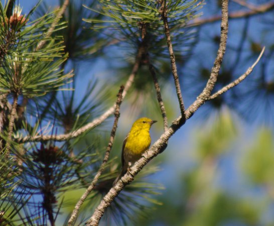 Photo (16): Pine Warbler