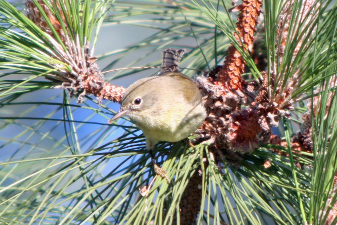 Photo (4): Pine Warbler