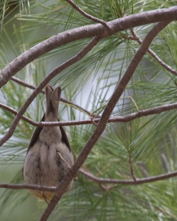 Photo (9): Pine Warbler