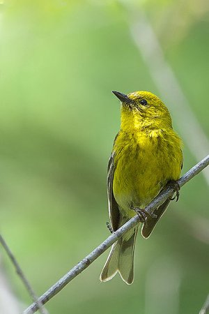 Photo (20): Pine Warbler