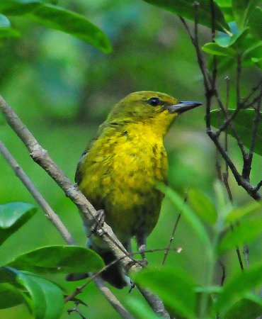 Photo (11): Pine Warbler