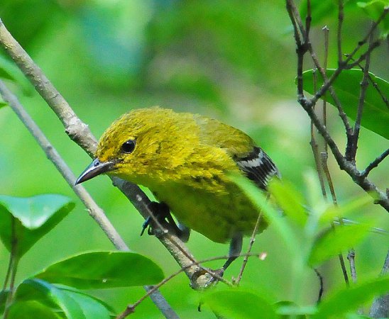 Photo (18): Pine Warbler