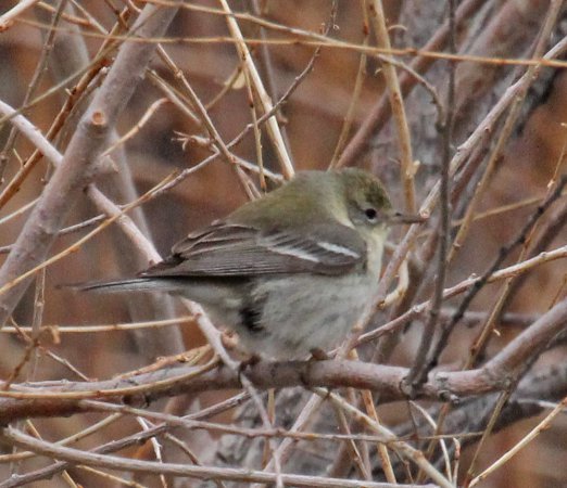 Photo (19): Pine Warbler