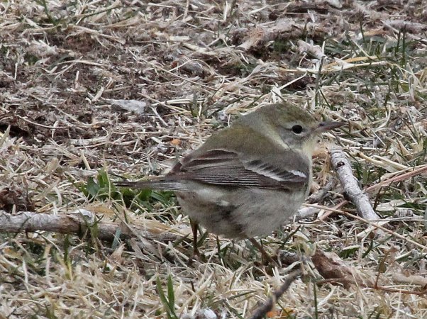 Photo (13): Pine Warbler