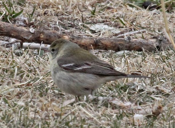 Photo (12): Pine Warbler