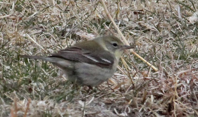 Photo (15): Pine Warbler