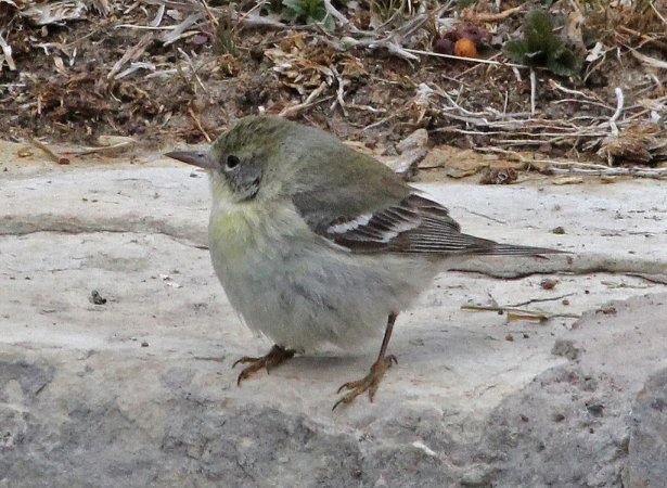 Photo (10): Pine Warbler