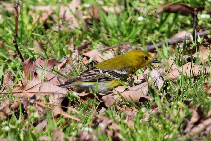 Photo (21): Pine Warbler