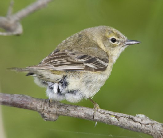 Photo (6): Pine Warbler