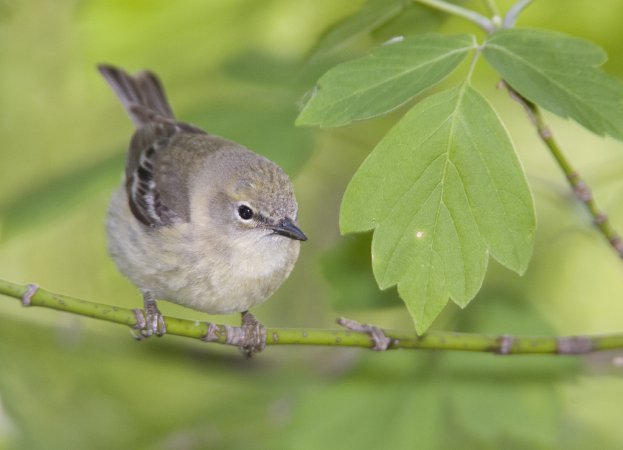 Photo (2): Pine Warbler