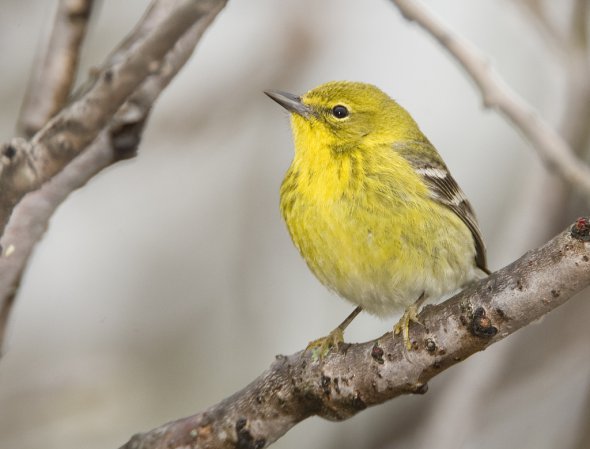 Photo (5): Pine Warbler